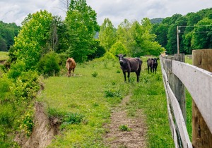Adventure & Dirt-Biking - Family-Friendly RV Site #4 - near Red River Gorge, KY!