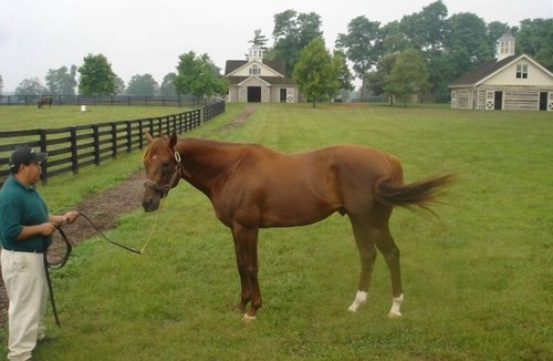 Lexington House | 1.5 Miles to Kentucky Horse Park Premise ID 12268400-1