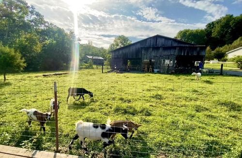 Newport Ski Chalet | Cozy A-Frame Retreat with Creekside Hammock Getaway in Newport, Tennessee