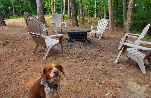 Caddo Gap Cabin | Forested Family Cabin, Pet Friendly, Nearby waterfalls and hiking trails.