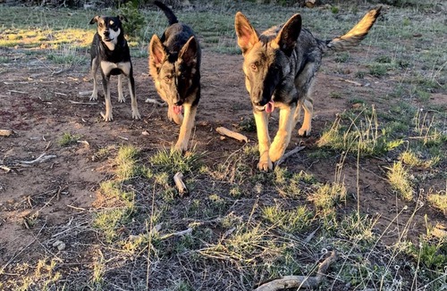 Quemado RV Rental | Pet-friendly camping in the mountains
