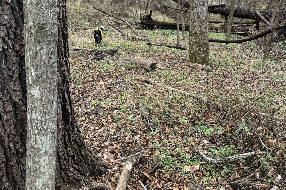 Photo of Outdoor in Gravette