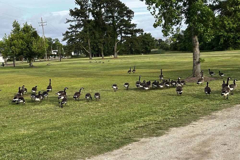 Photo of Others in Belhaven