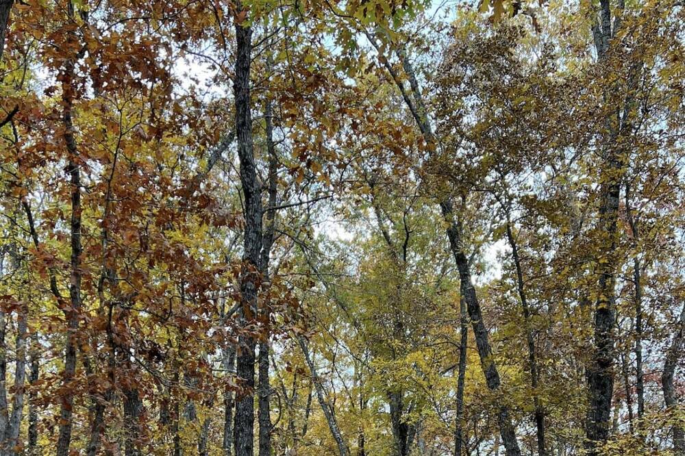 Photo of Outdoor in Branson West