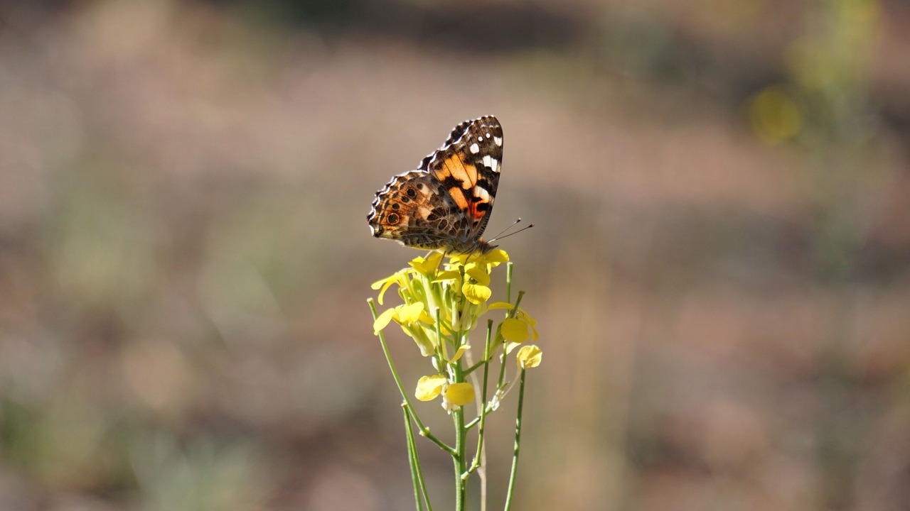 Photo of Outdoor in Canada de los Alamos