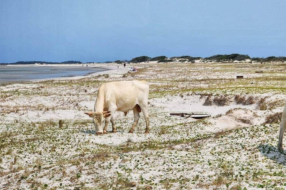 Photo of Others in Cedar Island