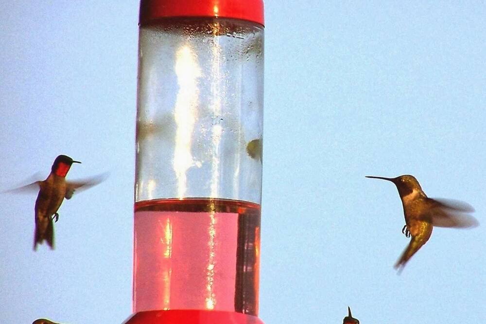 Photo of Others in Branson