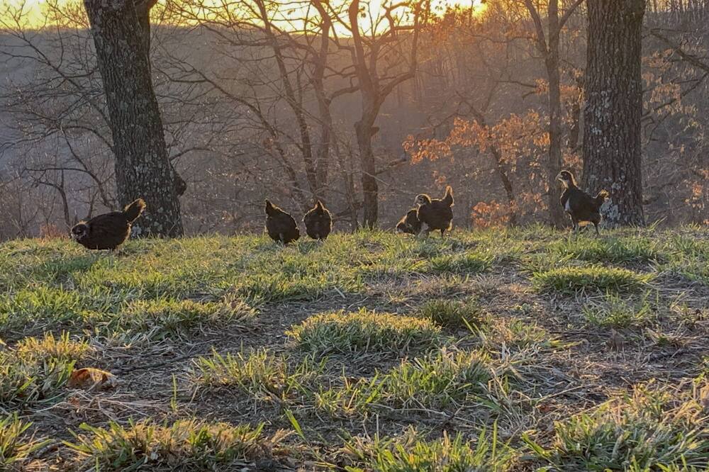 Photo of Outdoor in Branson