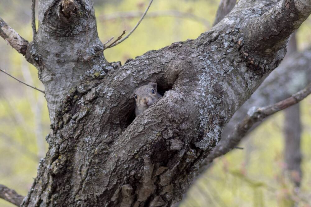 Photo of Outdoor in Branson