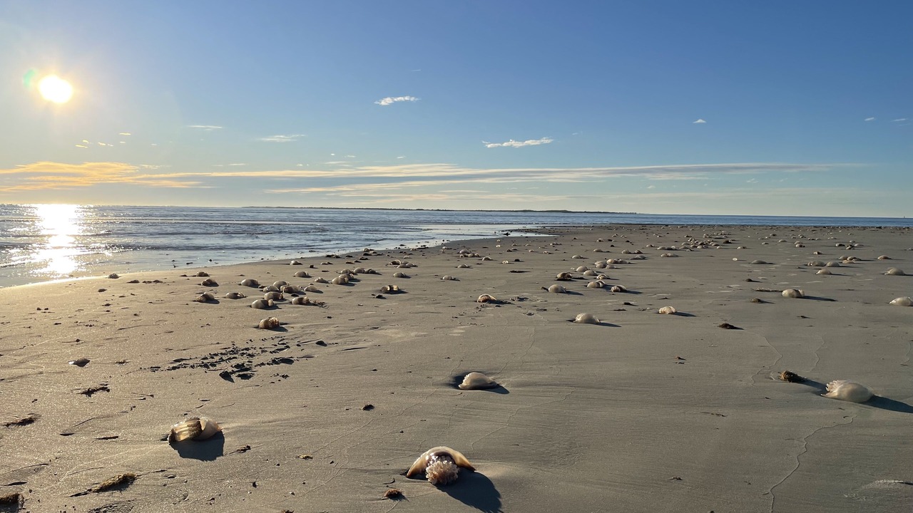 Photo of Others in Ocracoke