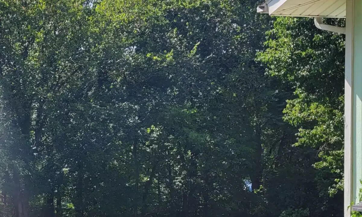 Photo of Outdoor in Reeds Spring