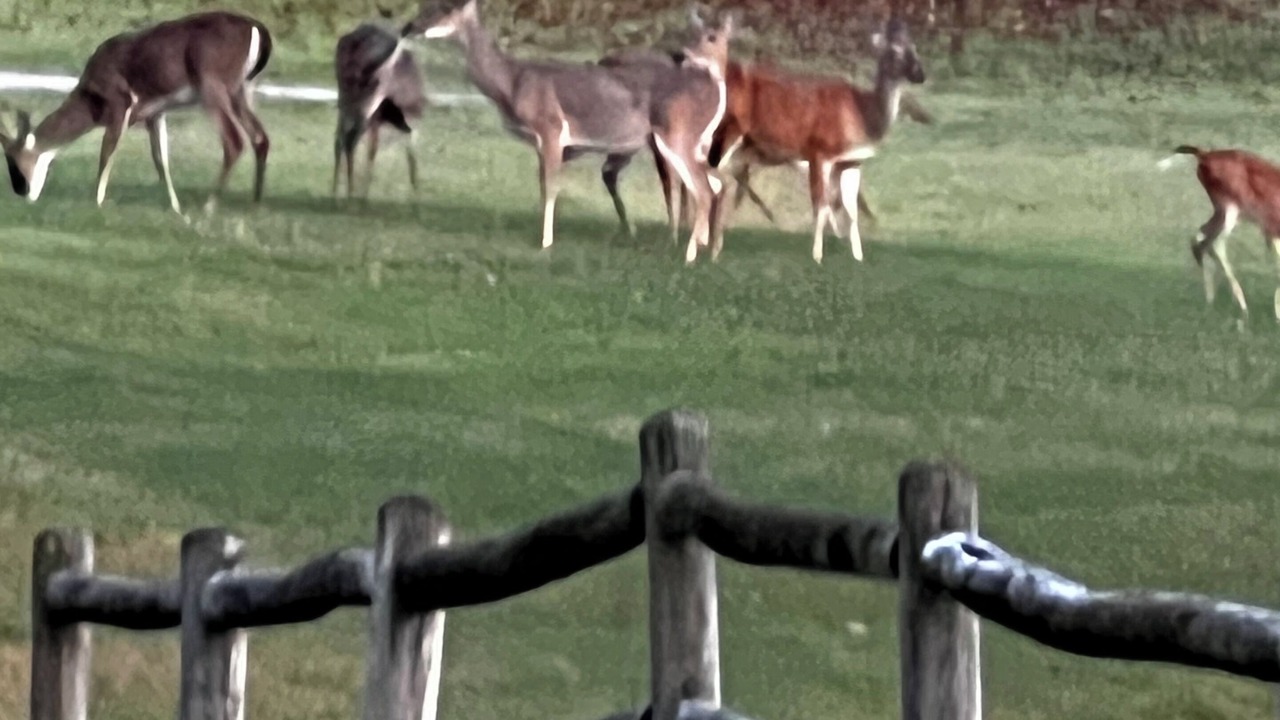 Photo of Others in Branson