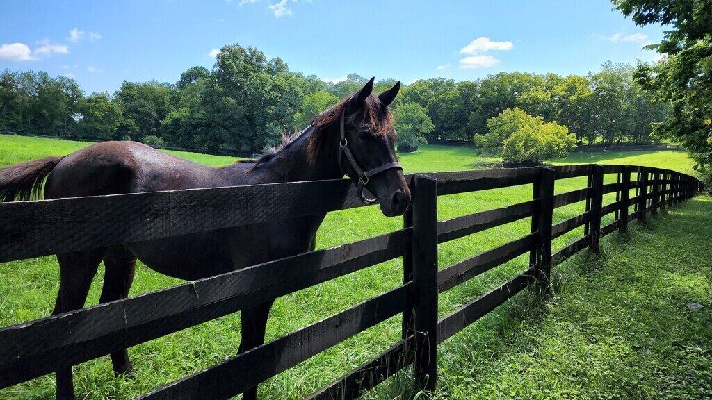 Photo of Others in Lexington