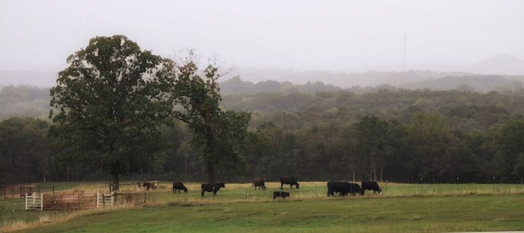 Photo of Others in Shell Knob