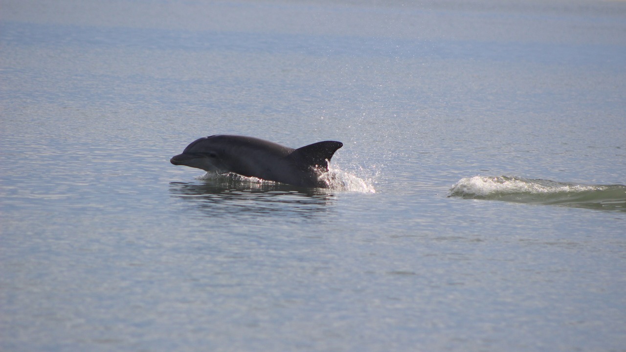 Photo of Others in Morehead City
