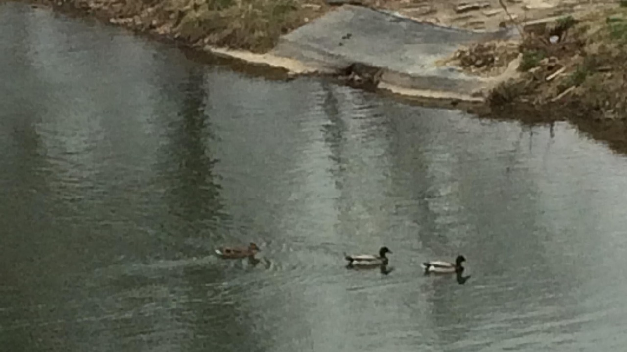 Photo of Others in Branson