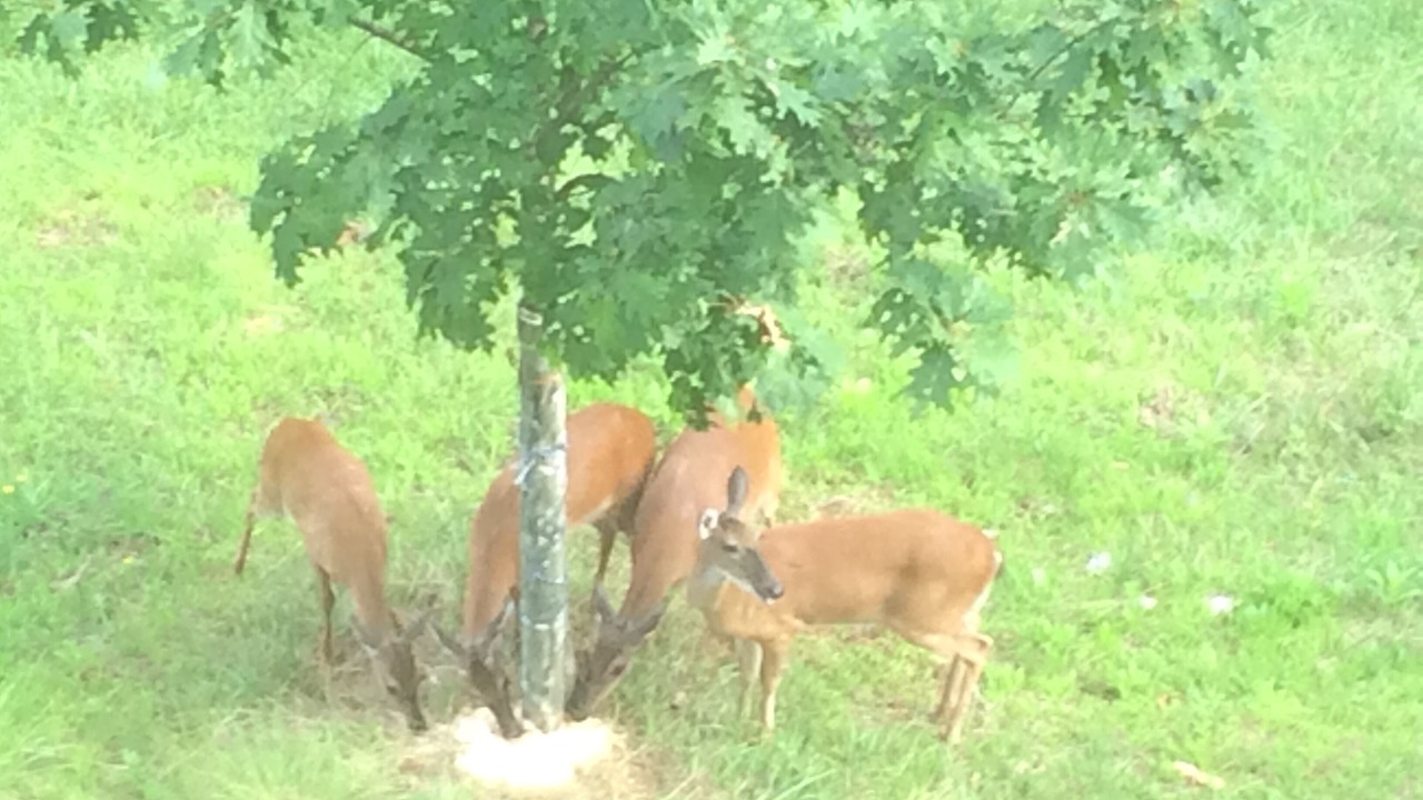 Photo of Others in Hiawassee