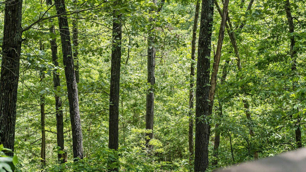 Photo of Others in Branson Cedars