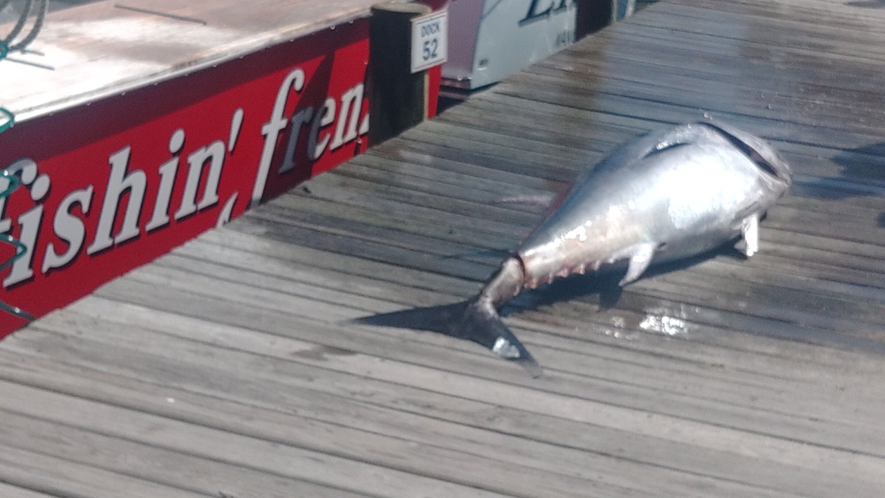 Photo of Others in South Nags Head