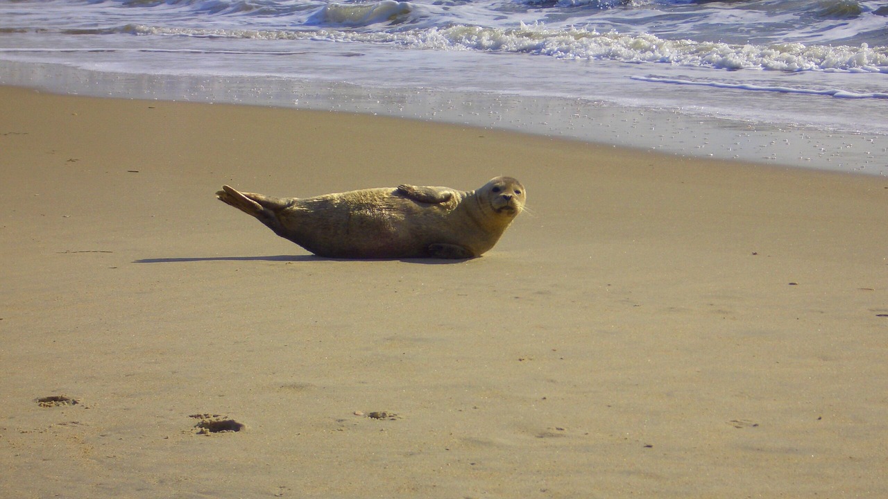 Photo of Others in Hatteras