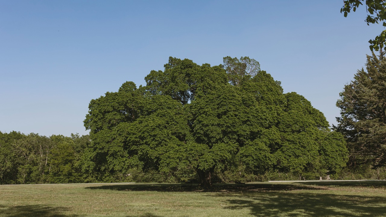 Photo of Others in El Dorado