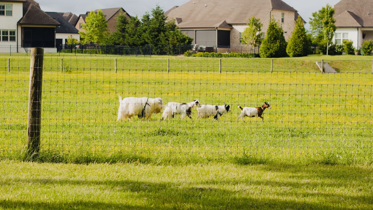 Photo of Others in Spring Hill