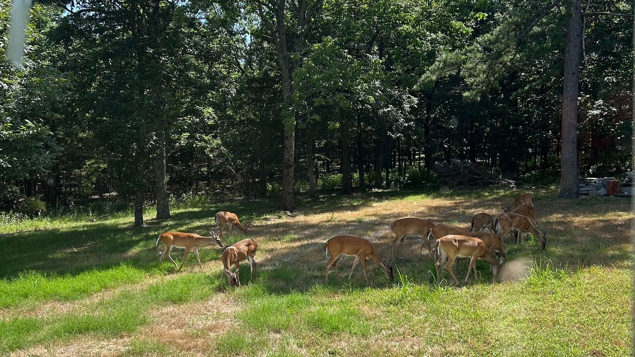 Photo of Others in Dardanelle