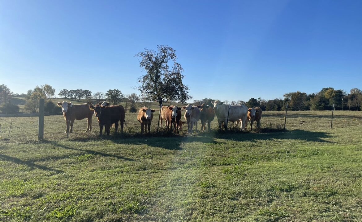 Photo of Outdoor in Atkins
