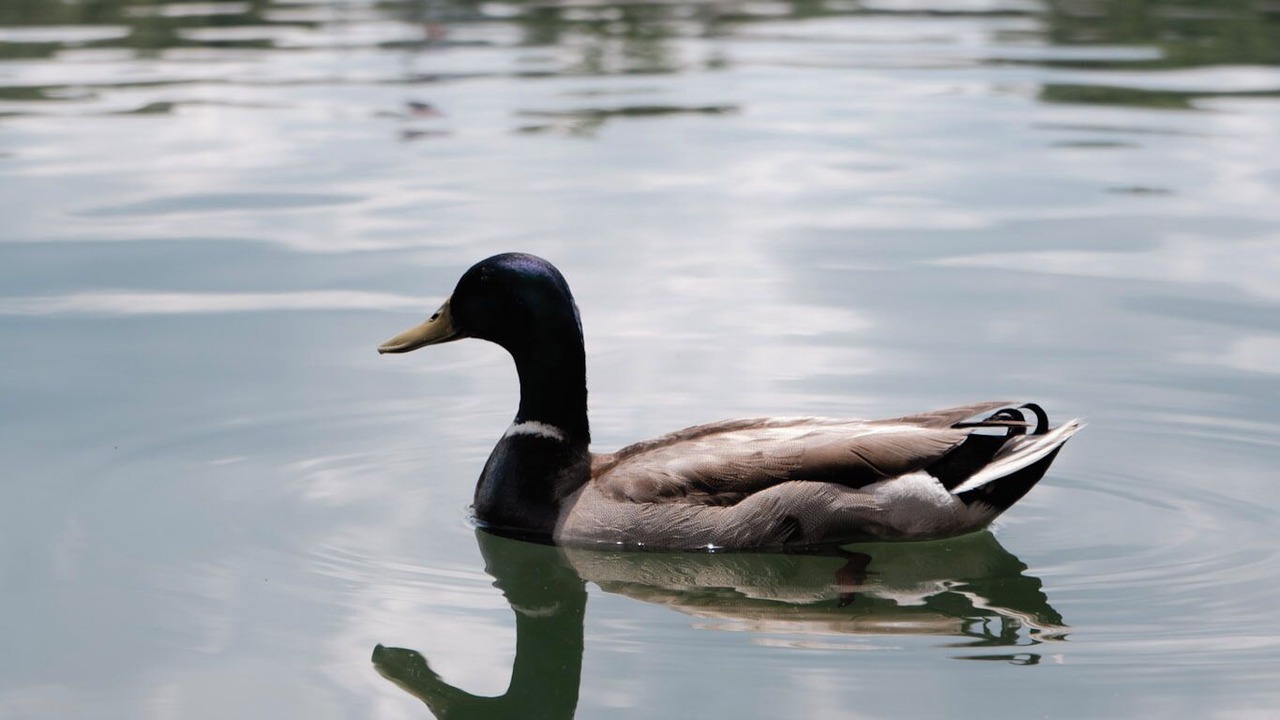 Photo of Others in Morristown