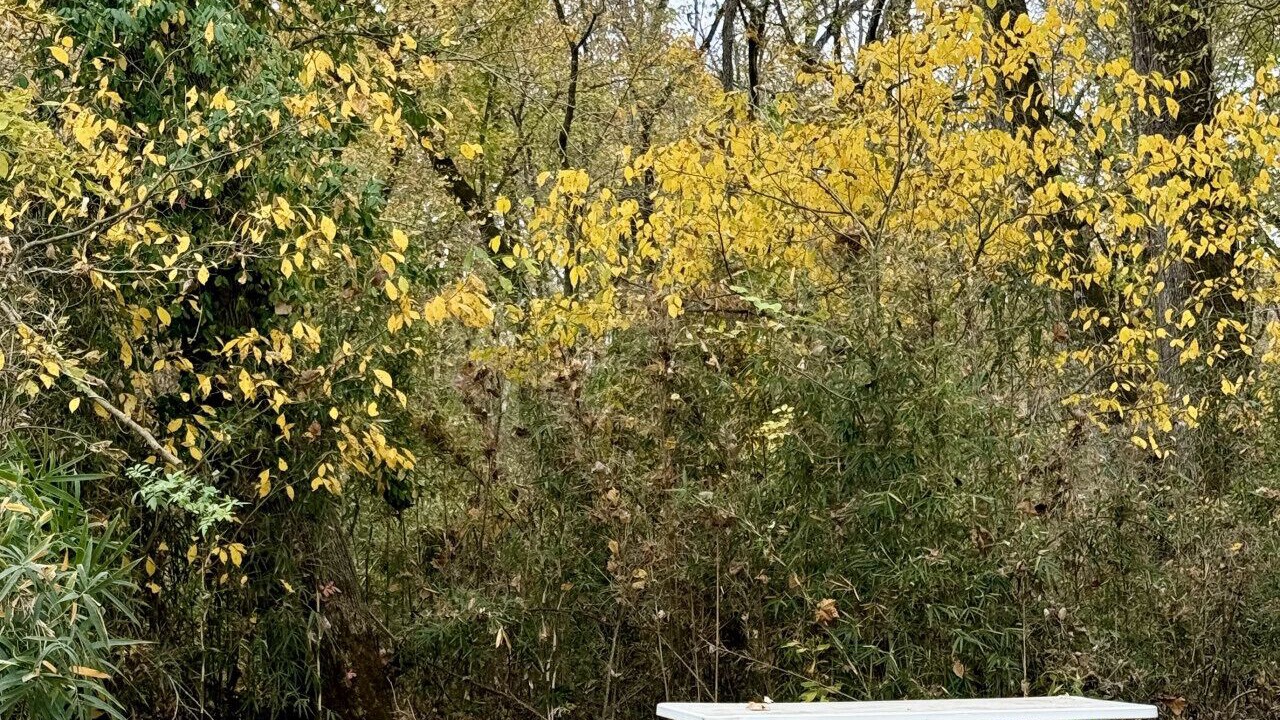 Photo of Outdoor in Branson