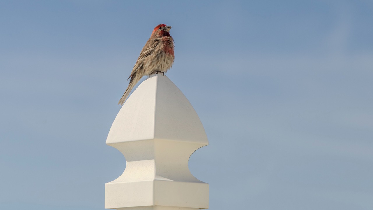 Photo of Others in North Topsail Beach