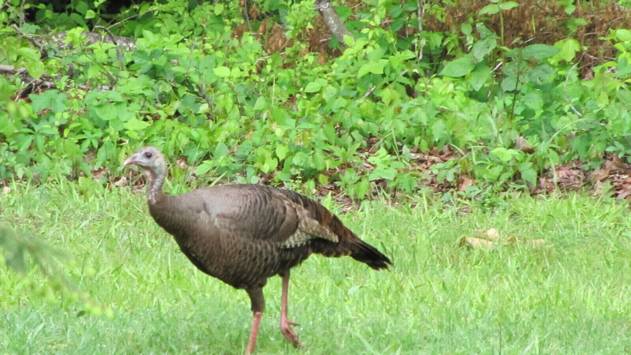 Photo of Others in Pittsburg