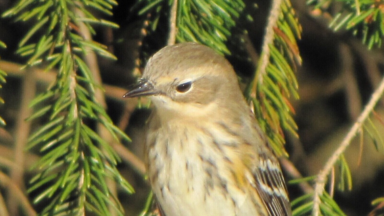 Photo of Outdoor in Pittsburg